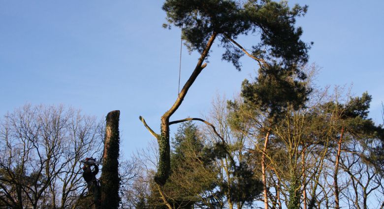 bomen velen